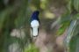 Trinidad2005 - 116 * White-necked Jacobin Hummingbird.